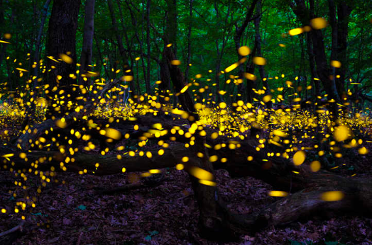 Alistan santuarios temporada 2018 para visitar a la luciérnaga